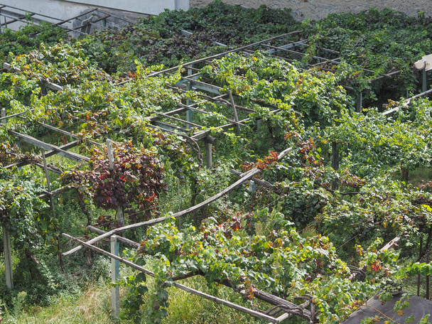 ヴァッレ ・ ダオスタのブドウ ブドウ農園 - 写真・画像