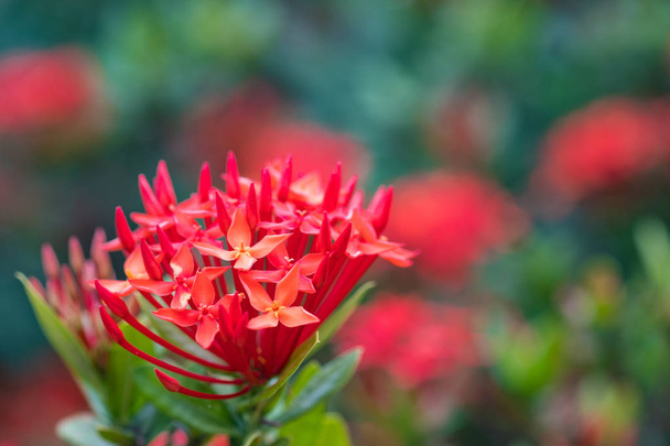 Ixora Red spike flower. King Ixora blooming (Ixora chinensis).Ix - Photo, Image