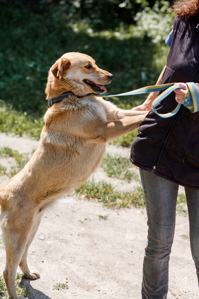  Labrador leunend tegen eigenaar - Foto, afbeelding