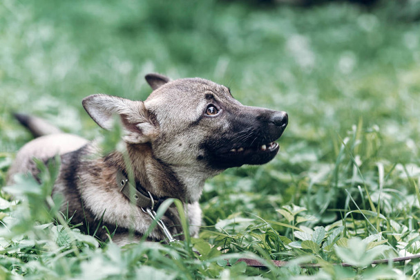  puppy lying in green grass - Fotoğraf, Görsel