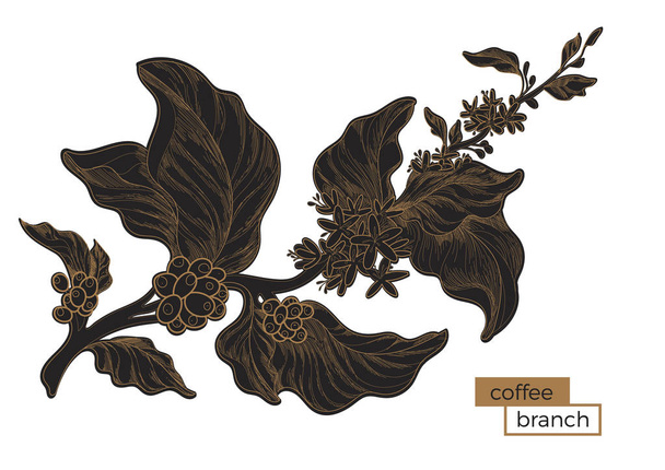 Black branch of coffee tree. Golden hatching. Botanical illustration. Vector  - Vector, Image