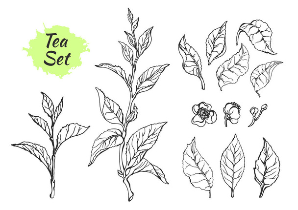 Set of tea bush branches with leaves. Vector - Vector, Image