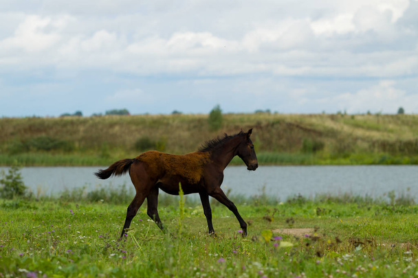 Grazing foal on a summer day - Zdjęcie, obraz
