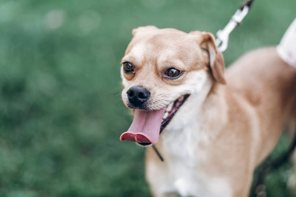 舌を茶色の犬 - 写真・画像