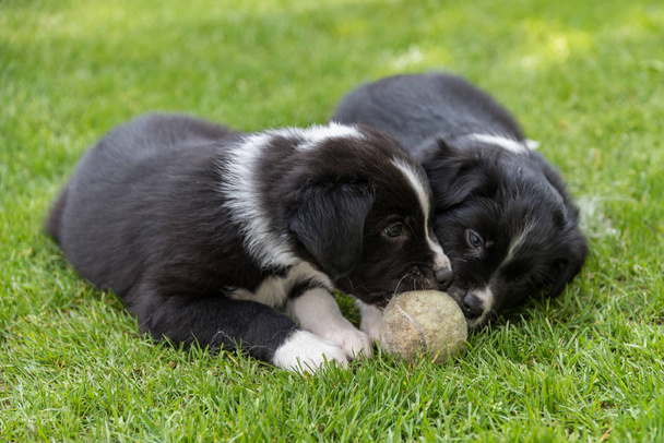Malé štěně s míčem - Fotografie, Obrázek