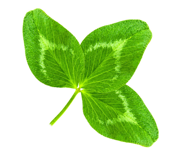 Glück Shamrock Klee grüne herzförmige Blätter isoliert auf whit - Foto, Bild