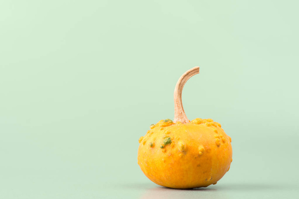fresh ripe Pumpkin - Φωτογραφία, εικόνα