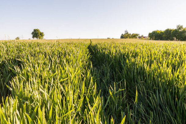 pšeničné pole s traktorem skladby - Fotografie, Obrázek