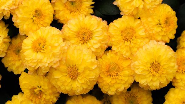 όμορφο κίτρινο χρυσάνθεμο λουλούδι. - Φωτογραφία, εικόνα