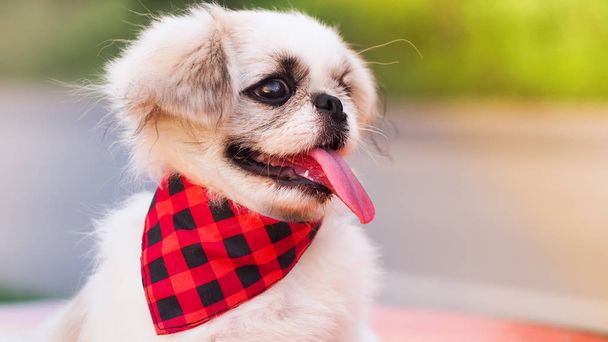 Pekingees pup het dragen van een leuke sjaal zwart-rood. - Foto, afbeelding