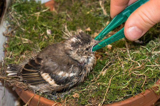 Little pied wagtail gets feeded by hand with tweezers - Photo, Image