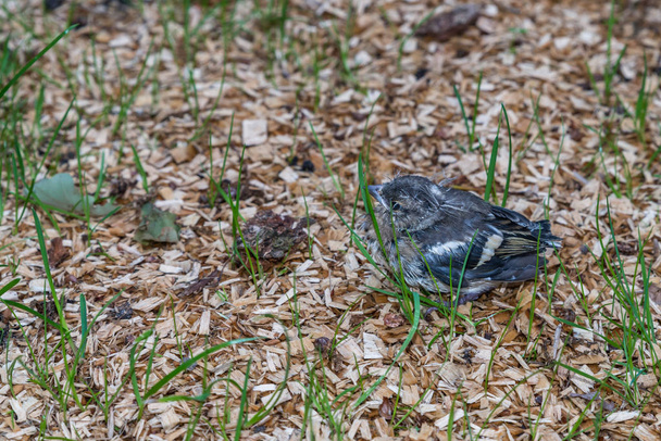 Little pied wagtail sitting on the ground - Photo, Image