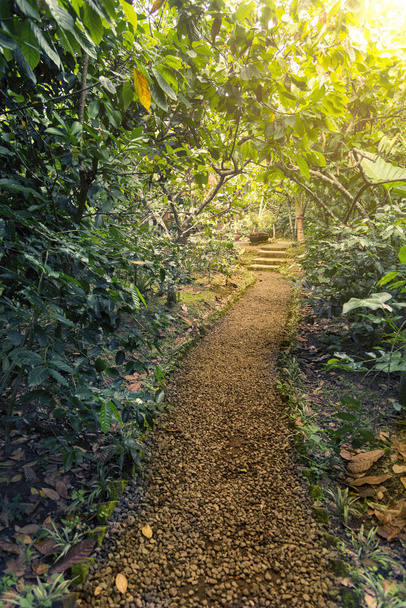 Path in a tropical forest. - Foto, imagen
