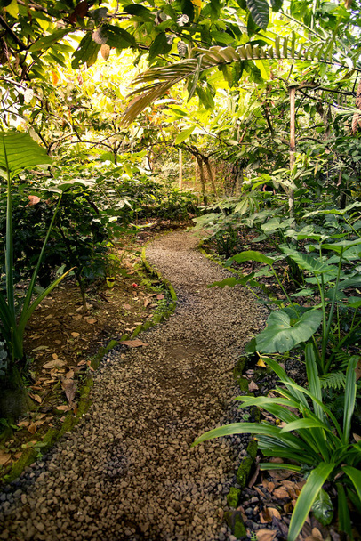 Path in a tropical forest. - Photo, Image