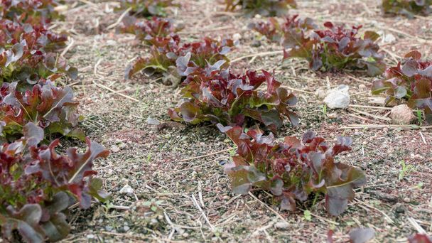 Légumes de chêne rouge sur le champ
 - Photo, image