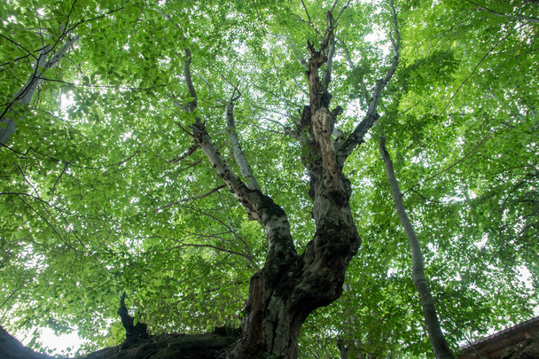 Вид на ярко-зеленую корону дерева снизу
 - Фото, изображение