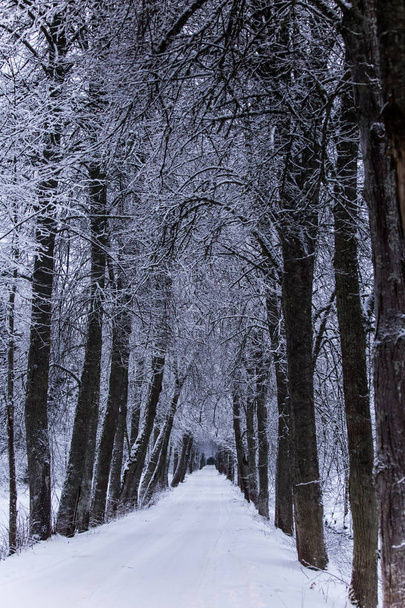 Een prachtige winterlandschap in Noordse Europa, in grijs, bewolkte dag - Foto, afbeelding