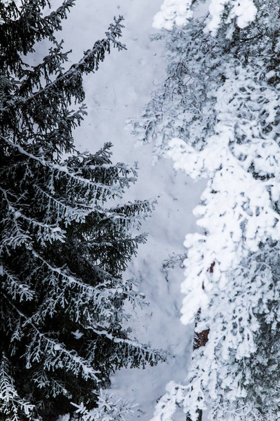 Гарні зимовий пейзаж у північних Європи, сірим кольором, дощ день - Фото, зображення