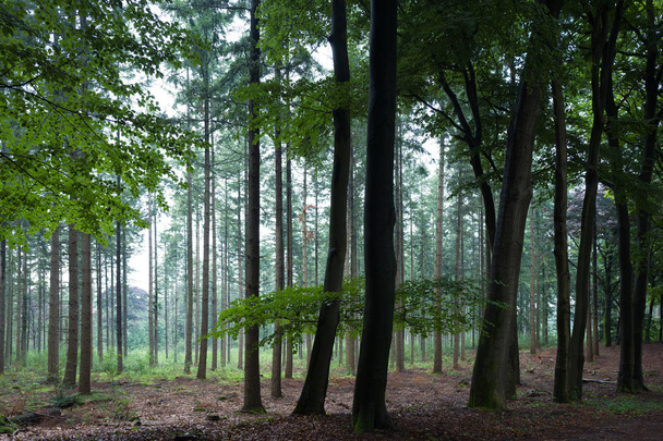 Pine trees in a rainy forest. - Foto, afbeelding