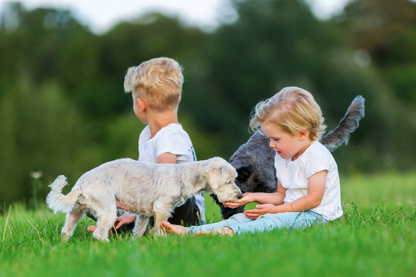 dos niños jugando con dos perros pequeños al aire libre
 - Foto, imagen