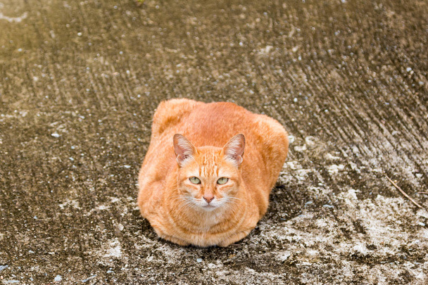 Tlustá kočka sedí na cementové podlahy - Fotografie, Obrázek