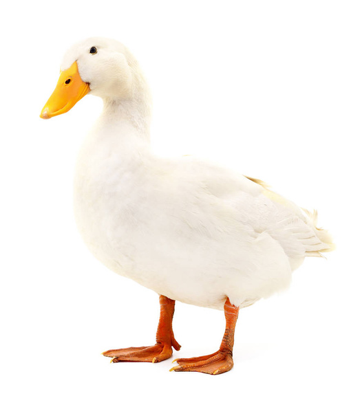 Duck on white. - Foto, immagini