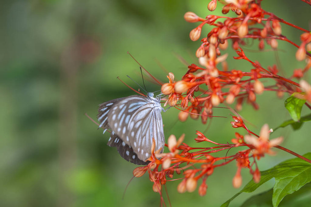 Doğadaki güzel Kelebek. - Fotoğraf, Görsel