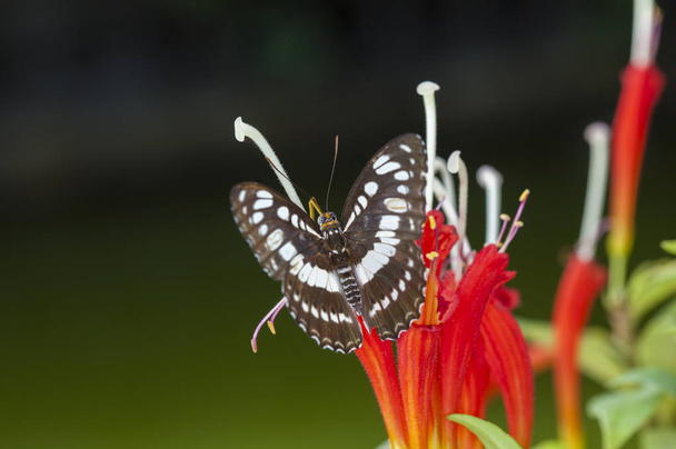Schöner Schmetterling in der Natur. - Foto, Bild