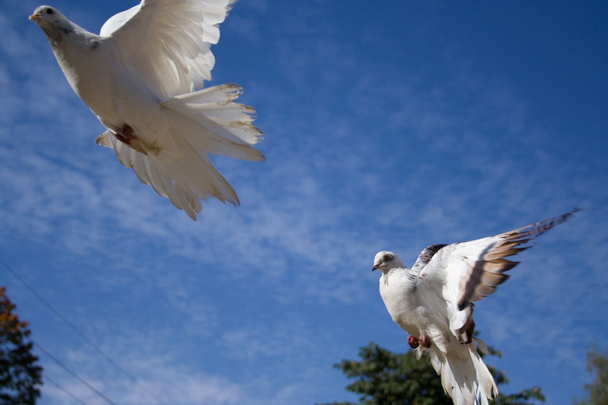 Two doves - Фото, изображение