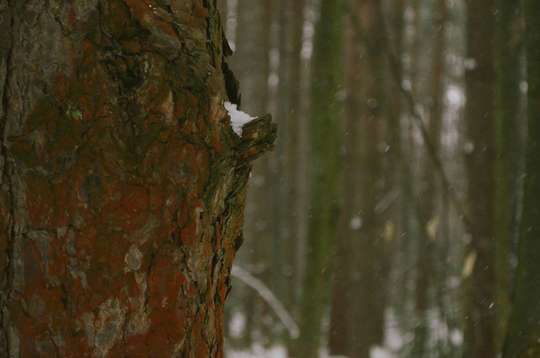 The bark of the tree is covered with the first snow - Foto, Imagem