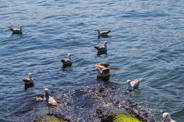 Gabbiani si trova sulla riva del mare - Foto, immagini