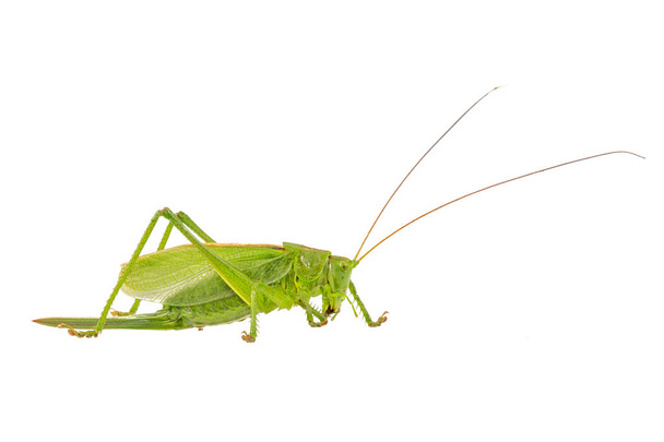 Green grasshopper on a white background - Photo, Image