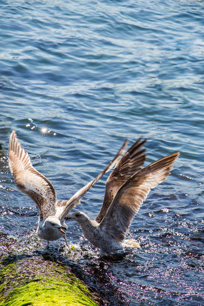 Seagulls is found on the shore of the sea - Photo, Image