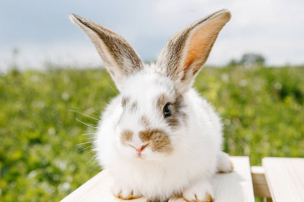 Malý králík domácí, černé a bílé barvy, zajíček, jíst zelené trávě, pet v dřevěné krabičce. Ta dívka drží králíka v náručí. - Fotografie, Obrázek
