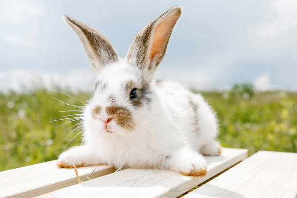 Una pequeña casa de conejo, un traje blanco y negro, un conejo comiendo una hierba verde, una mascota en una caja de madera. La chica mantiene al conejo en sus brazos.
. - Foto, Imagen
