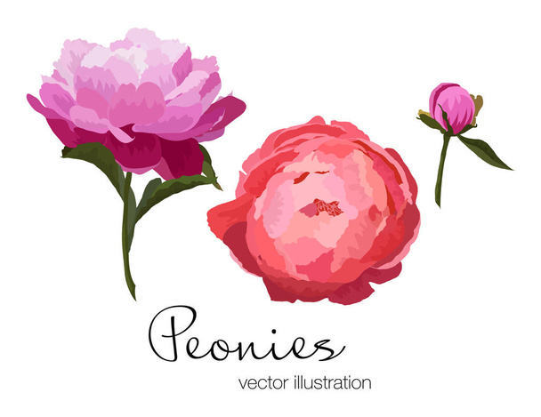 Ilustração vetorial de flores de peônias coloridas em fundo branco
 - Vetor, Imagem