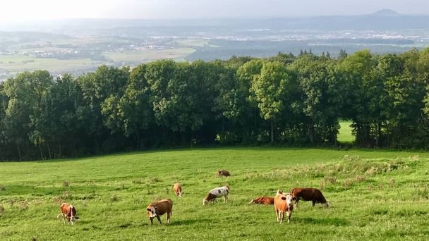 Koeien op een weiland - Foto, afbeelding