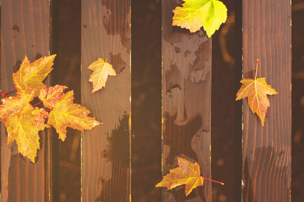 Осіннє листя на мокрій лавці
 - Фото, зображення