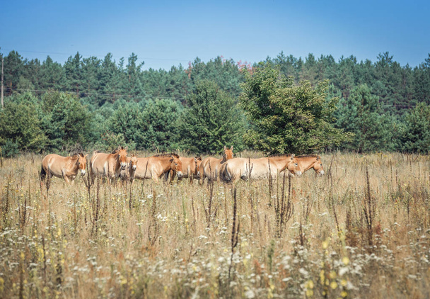 wild Przewalski horses  - Photo, Image