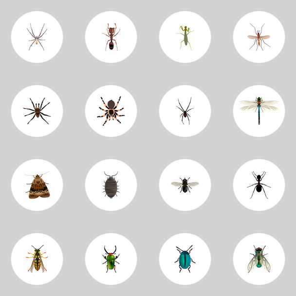Realistic Emmet, Bee, Arachnid And Other Vector Elements. Set Of Insect Realistic Symbols Also Includes Locust, Insect, Spinner Objects. - Vector, Image