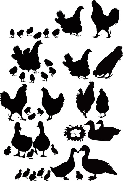 Set of birds - Vector, Image