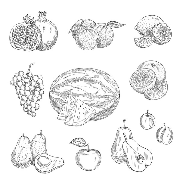 Vector sketch icons of exotic and garden fruits - Vector, afbeelding