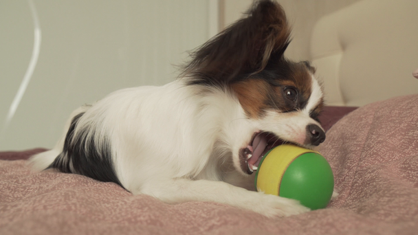 Papillon Continental Toy Spaniel puppy plays funny with ball stock footage video - Video