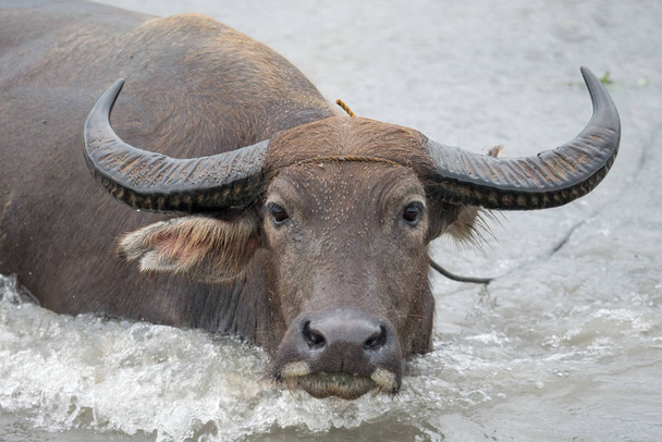 Wasserbüffel im Fluss - Foto, Bild