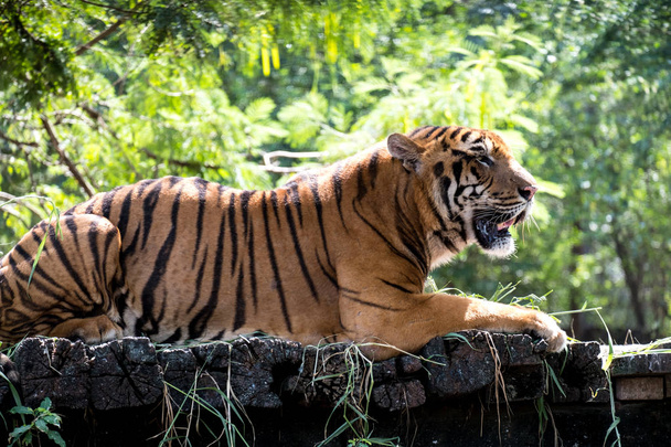 El tigre de Bengala
 - Foto, Imagen