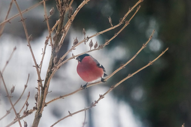Un pinzón macho que se alimenta de semillas en los arbustos el día de los inviernos
 - Foto, imagen