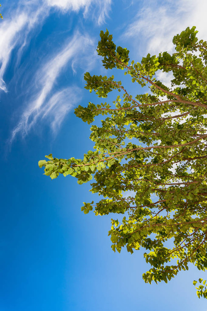 Branche d'arbre contre air bleu d'été
 - Photo, image