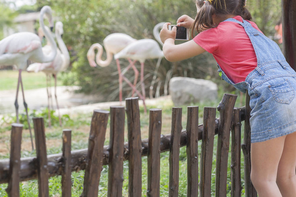 Little girl getting close to the flamingoes enclosure - Photo, Image