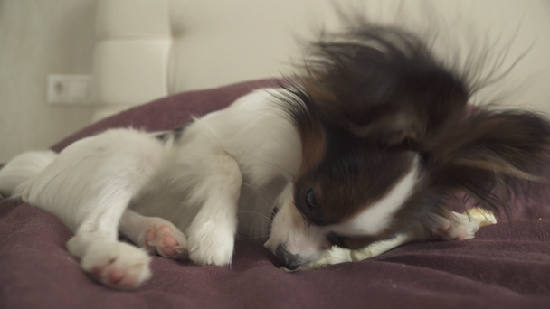 Papillon Continental Toy Spaniel puppy gnaws dried leg of mutton stock footage video - Filmagem, Vídeo