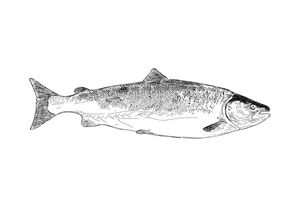 Pescado salmón. ilustración dibujada a mano
. - Vector, imagen
